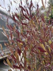 Purple Leafed Hopseed Bush