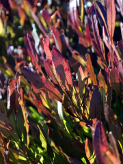 Purple Leafed Hopseed Bush in the Sun