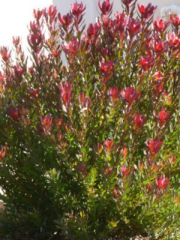 Safari Sunset/Flame tip - Leucadendron Safari Sunset