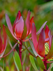 Safari Sunset Flower