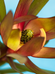 Safari Sunset Flower Close Up