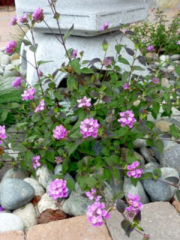 Trailing Lantana