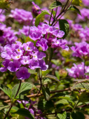 Trailing Lantana Flowers