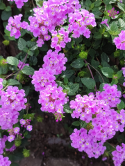 Trailing Lantana Flowers