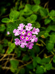 Trailing Lantana Flowers Up Close