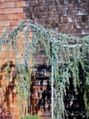 Young Weeping Blue Atlas Cedar