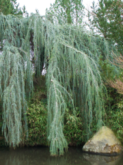 Adult Weeping Blue Atlas Cedar