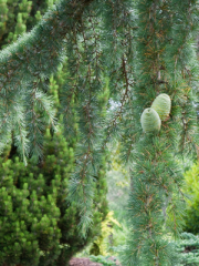 Weeping Blue Atlas Cedar From Under the Branches