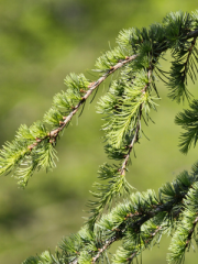 Weeping Blue Atlas Cedar Up Close