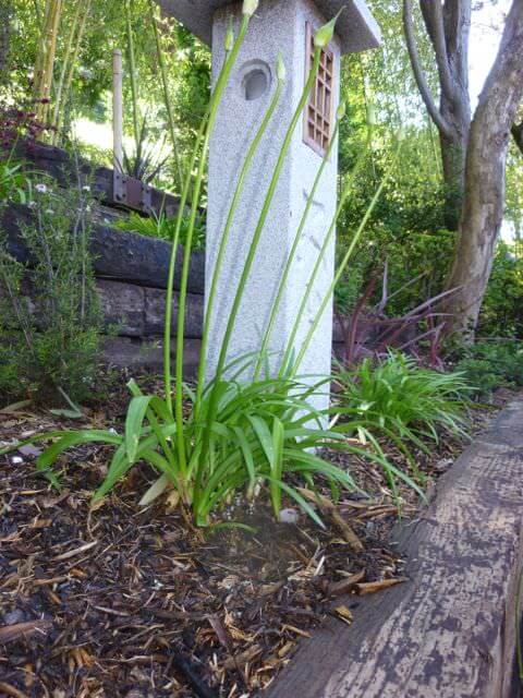 Lily of the Nile - Agapanthus Peter Pan