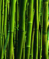 Landscaping Bamboo in SF