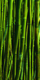 Landscaping Bamboo in SF