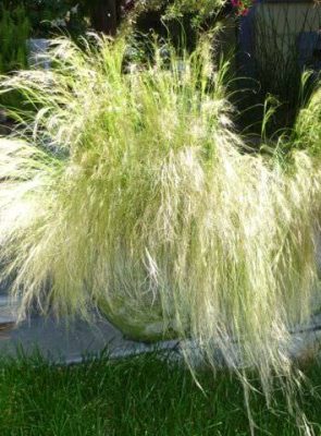 Mexican Feather Grass - Stipa Tenuissima