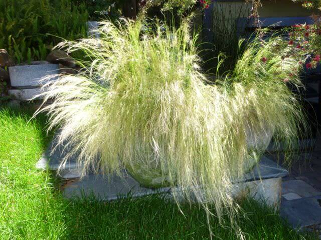 Mexican Feather Grass - Stipa Tenuissima