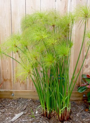 Egyptian Paper Reed - Tamate Landscaping Plants