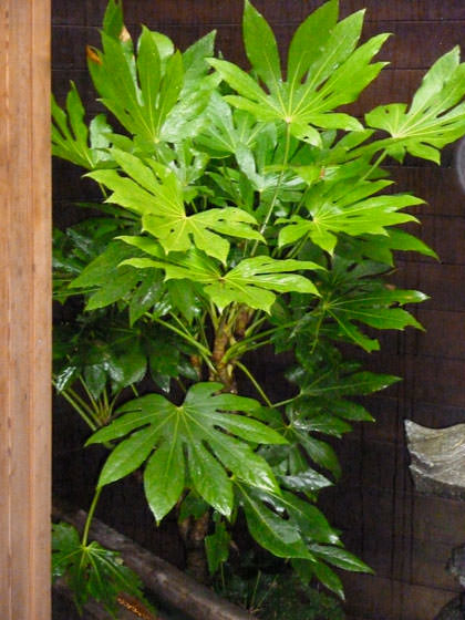 Fatsia Japonica Aralia Sieboldi