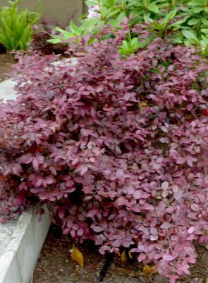 Chinese Fringe Flower - Loropetalum chinense