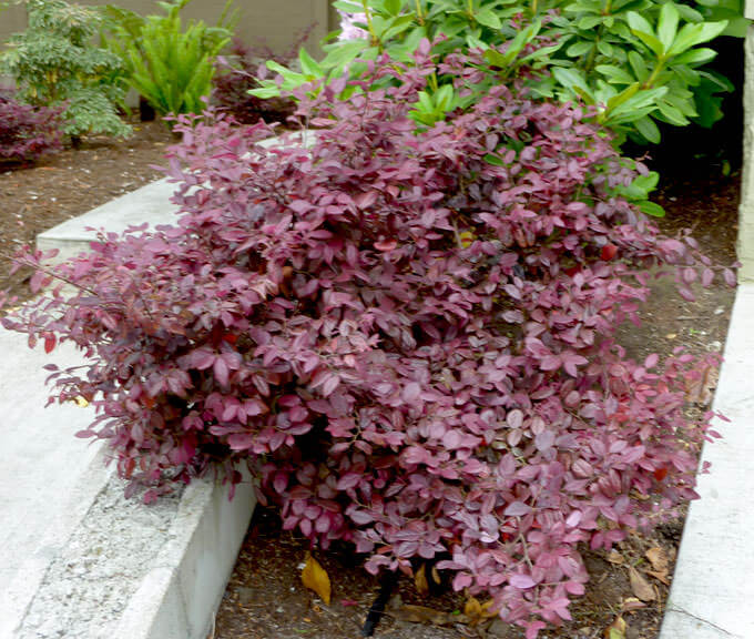 Chinese Fringe Flower - Loropetalum chinense