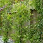 Fern Pine - Podcarpus gracillor