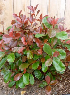 Fraser's Photinia