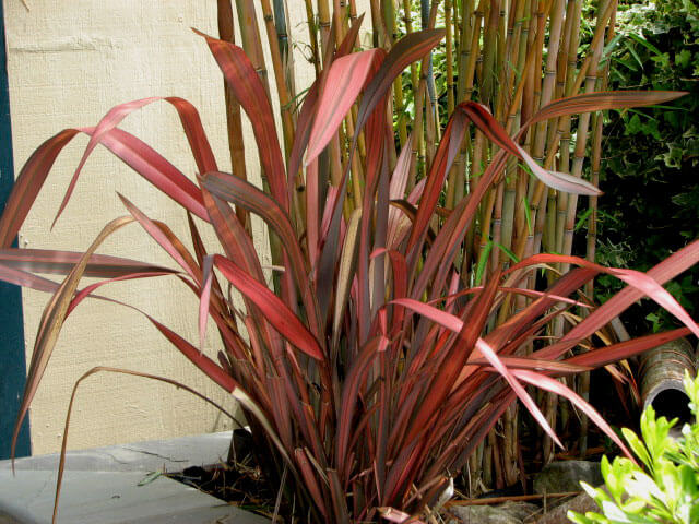 Maori Maiden or Rainbow Maiden - Phormium