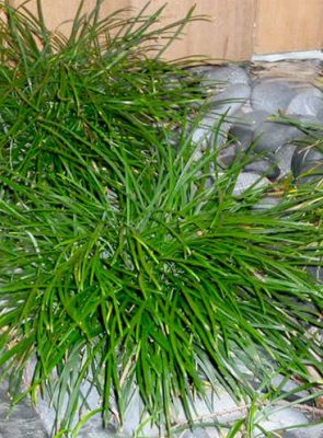 Mondo Grass - Ophiopogon japonicus