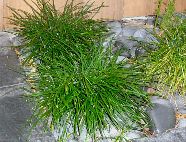 Mondo Grass - Ophiopogon japonicus