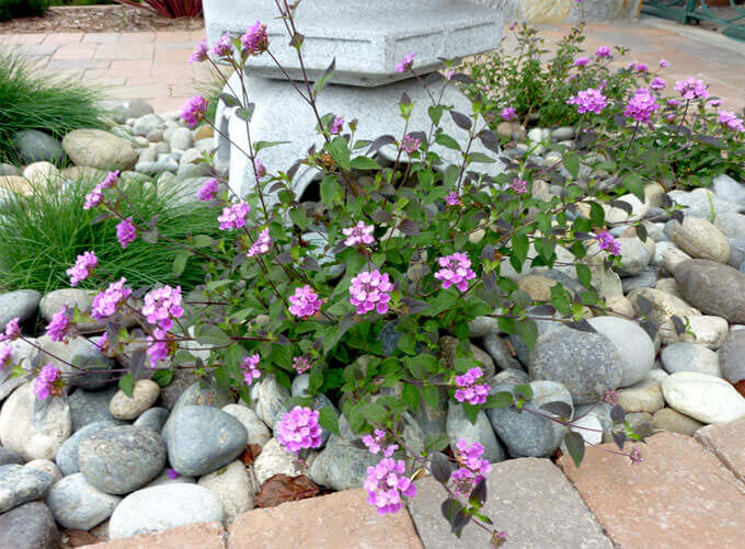 Trailing Lantana - Lantana Montevidensis