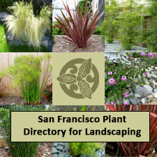 San Francisco Plant Directory for Landscaping