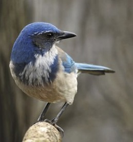 Western Jay