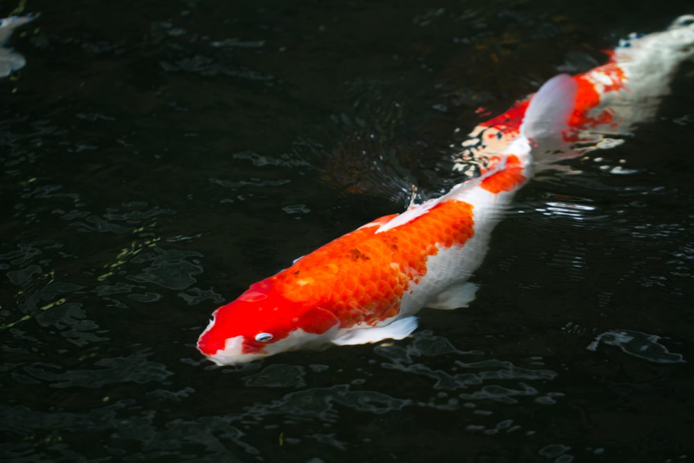 Koi Fish White and Red