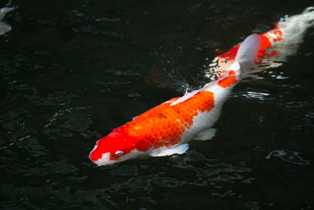 Japanese fish shop in pond