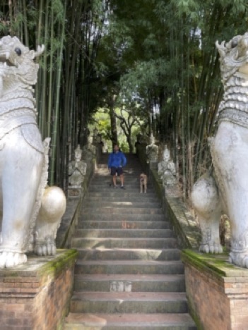 Giant walls of bamboo, stone buddhas, foo dogs in Chiang Mai, Thailand.