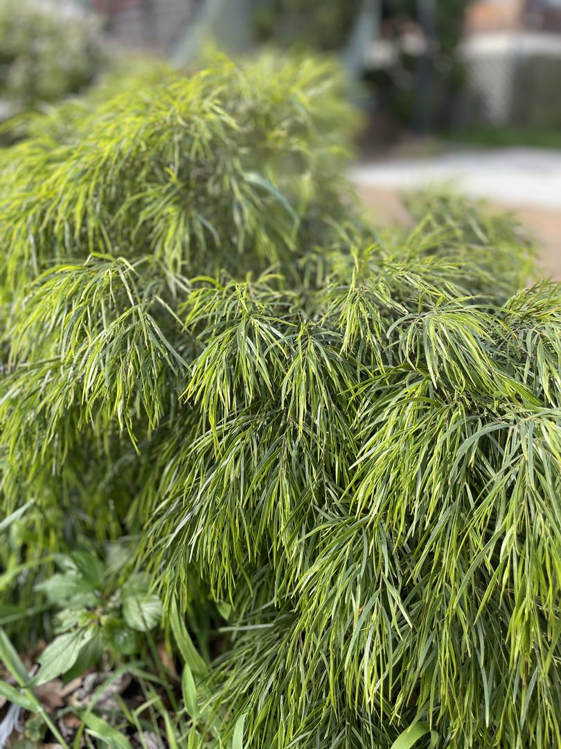 Cousin Itt Acacia