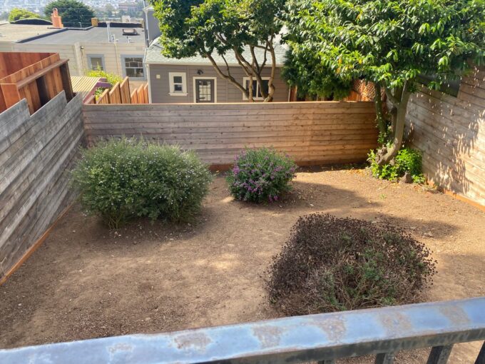 Before pic of backyard in Sunnyside neighborhood, San Francisco. Dirt ground, 3 overgrown bushes and tree in back, right corner.