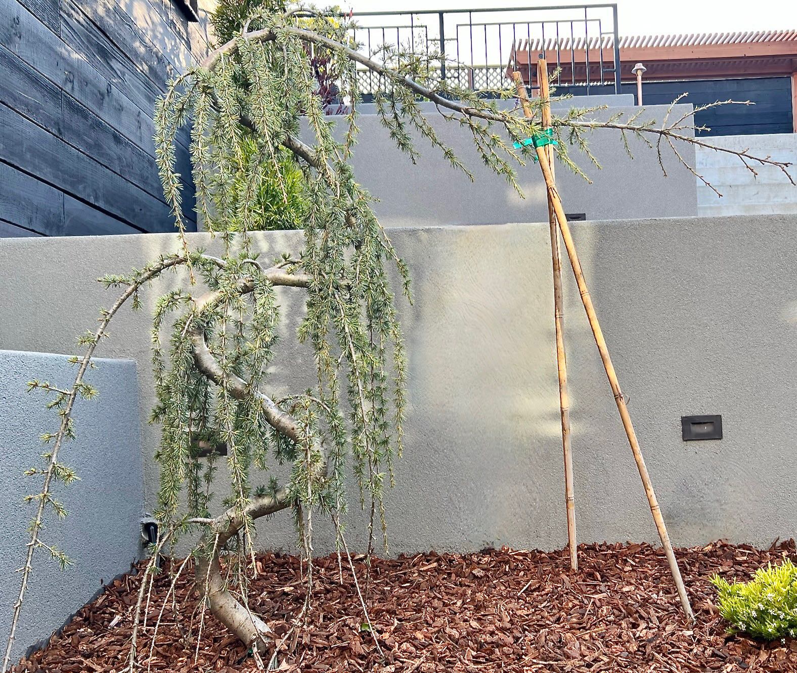 Weeping blue Atlas cedar serpentine planted at our Outer Sunset, San Francisco project. Stabilized by two bamboo sticks.