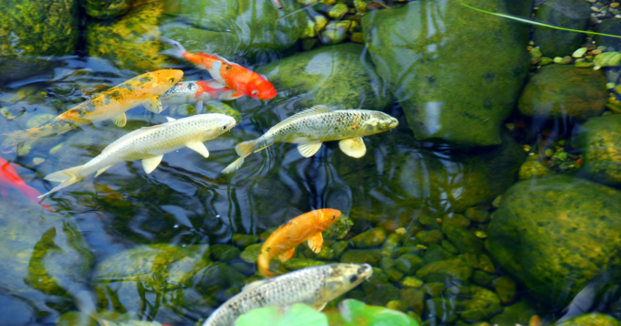 koi fish as part of an asian landscape design