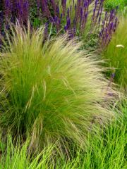 Mexican feather grass