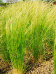 Mexican feather grass