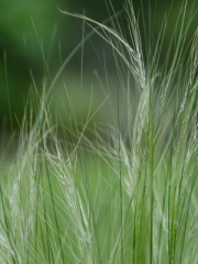 Mexican feather grass up close