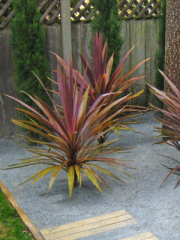 Pink Electric Cordyline